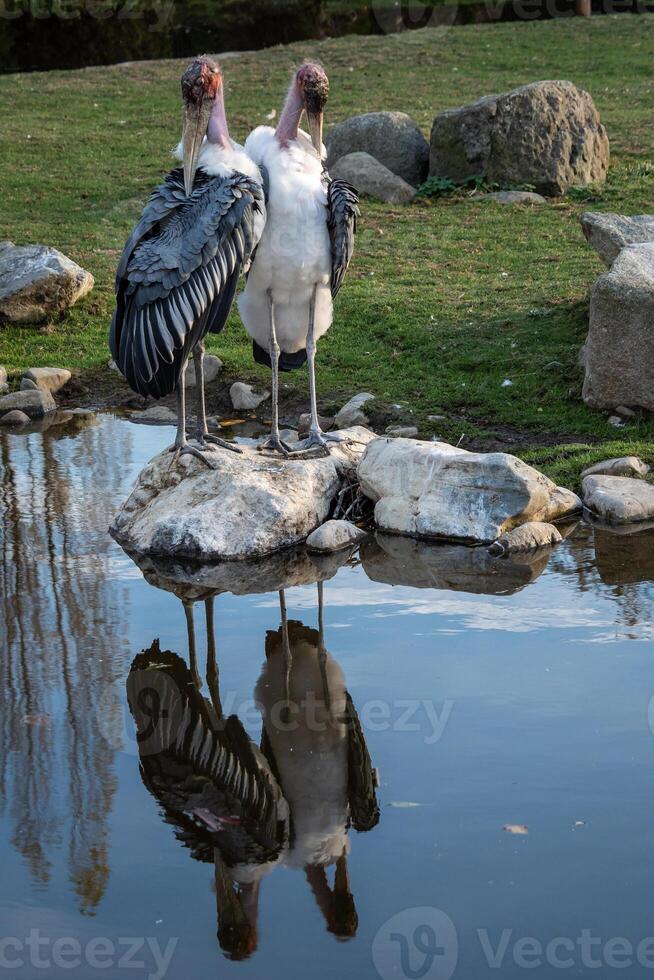 Marabou Stork is a large wading bird in the stork family Ciconiidae. photo