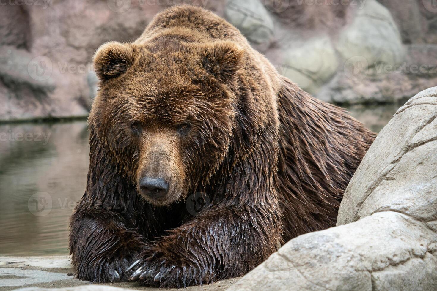 Kamchatka Brown bear Ursus arctos beringianus . Brown fur coat, danger and aggresive animal. photo