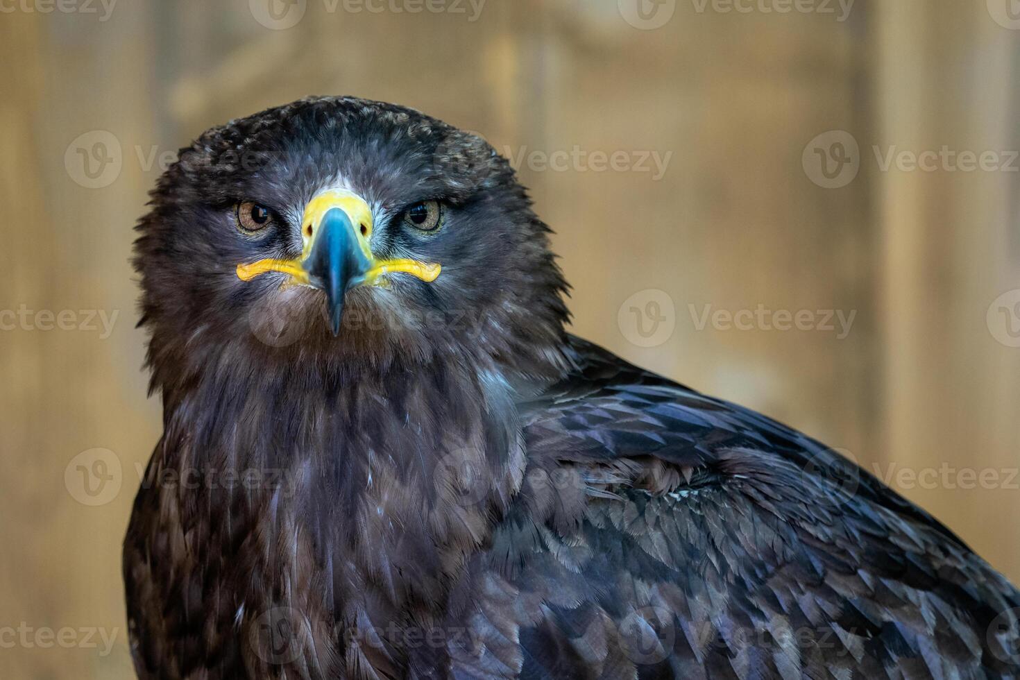 Portrait of a steppe eagle photo