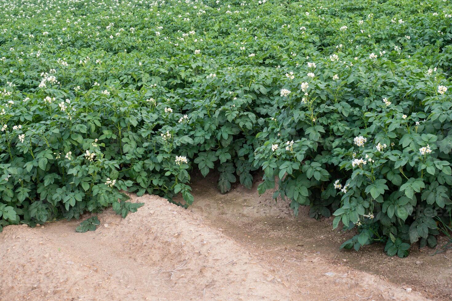 Potato flowers blooming in the field. Field with flourishing potato plants photo