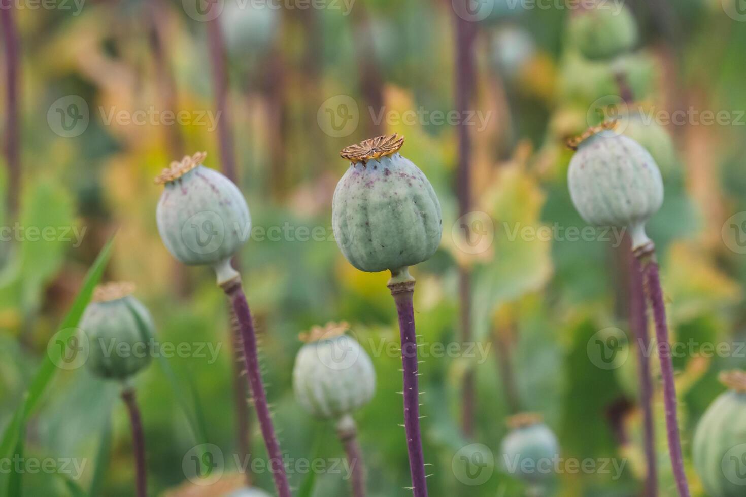 Field of poppies. Poppies, agricultural crop. photo