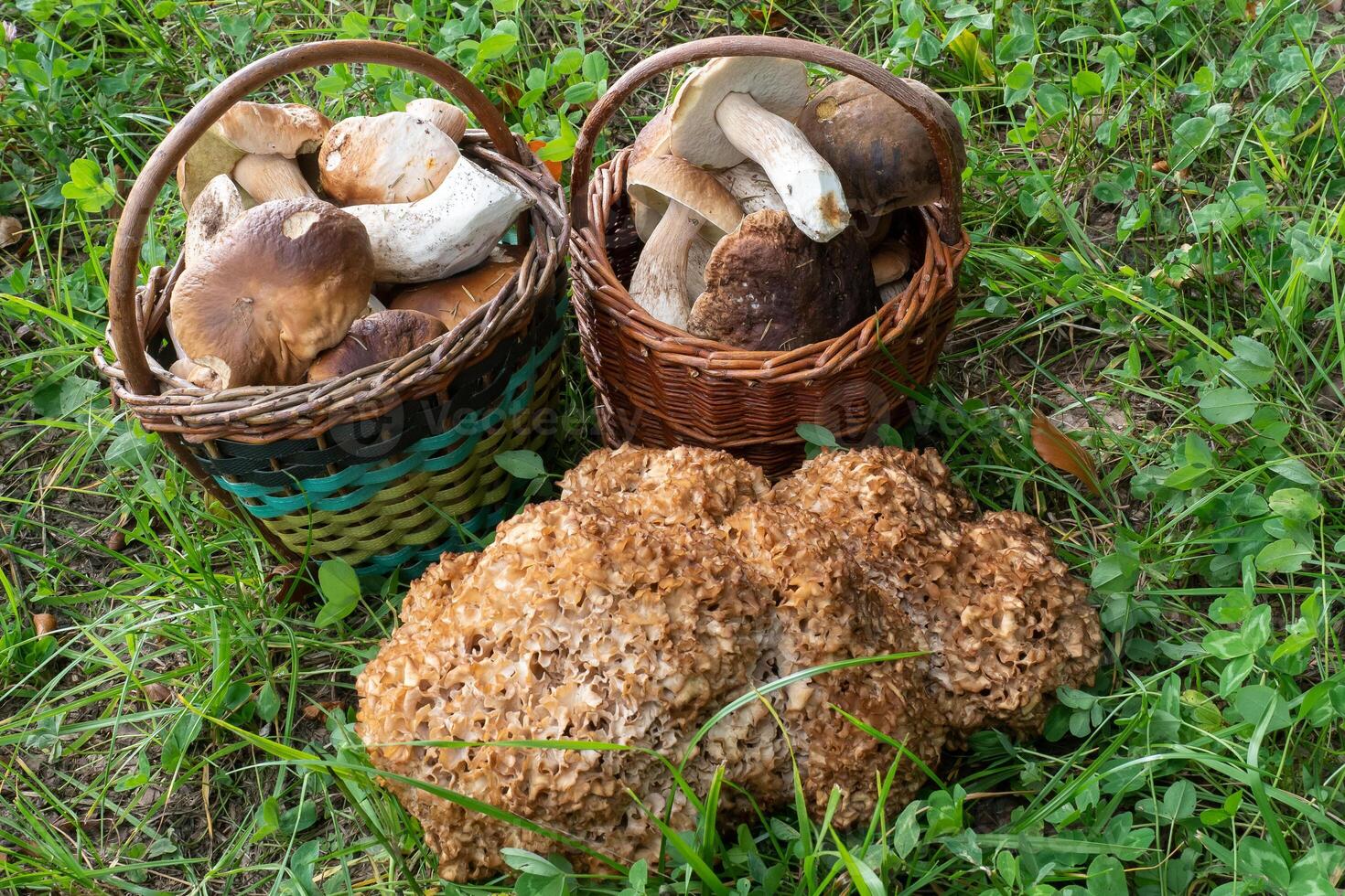 Two full baskets with edible mushrooms and cauliflower fungus. photo
