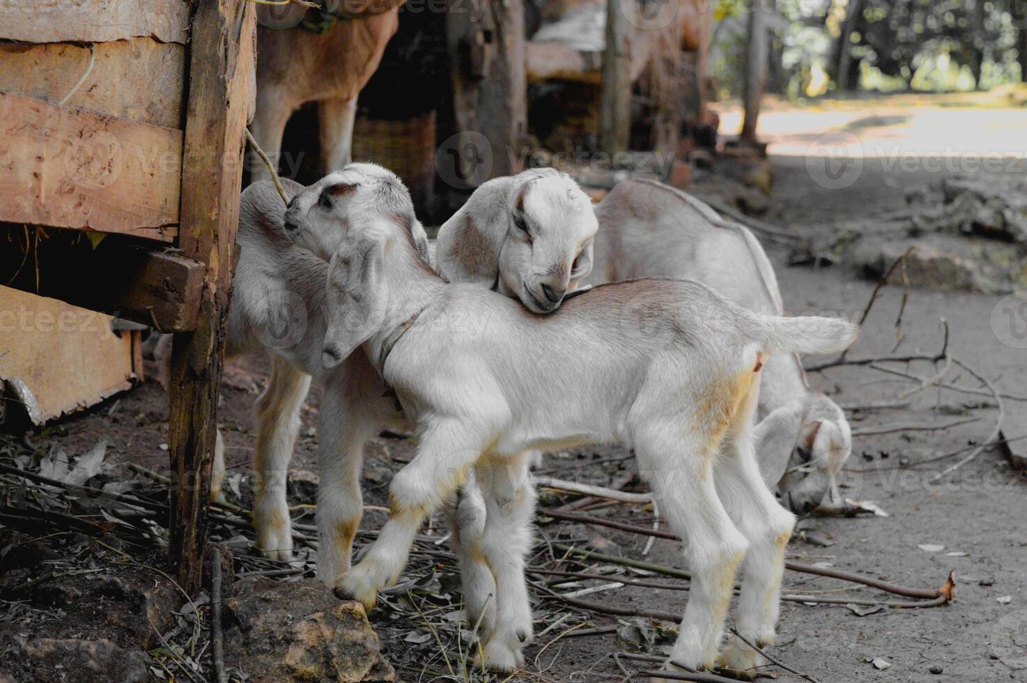 Sibling love of young goats towards each other photo