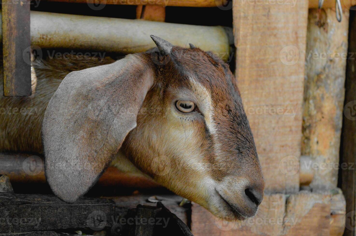 Close up photo of adult female brown goat