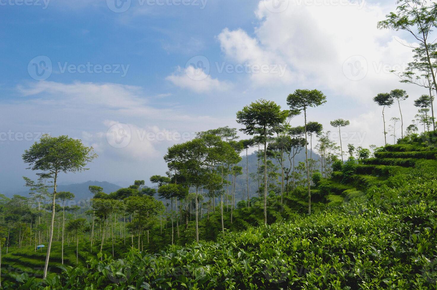 un ver desde té jardín nglinggo, kulonprogo, yogyakarta foto