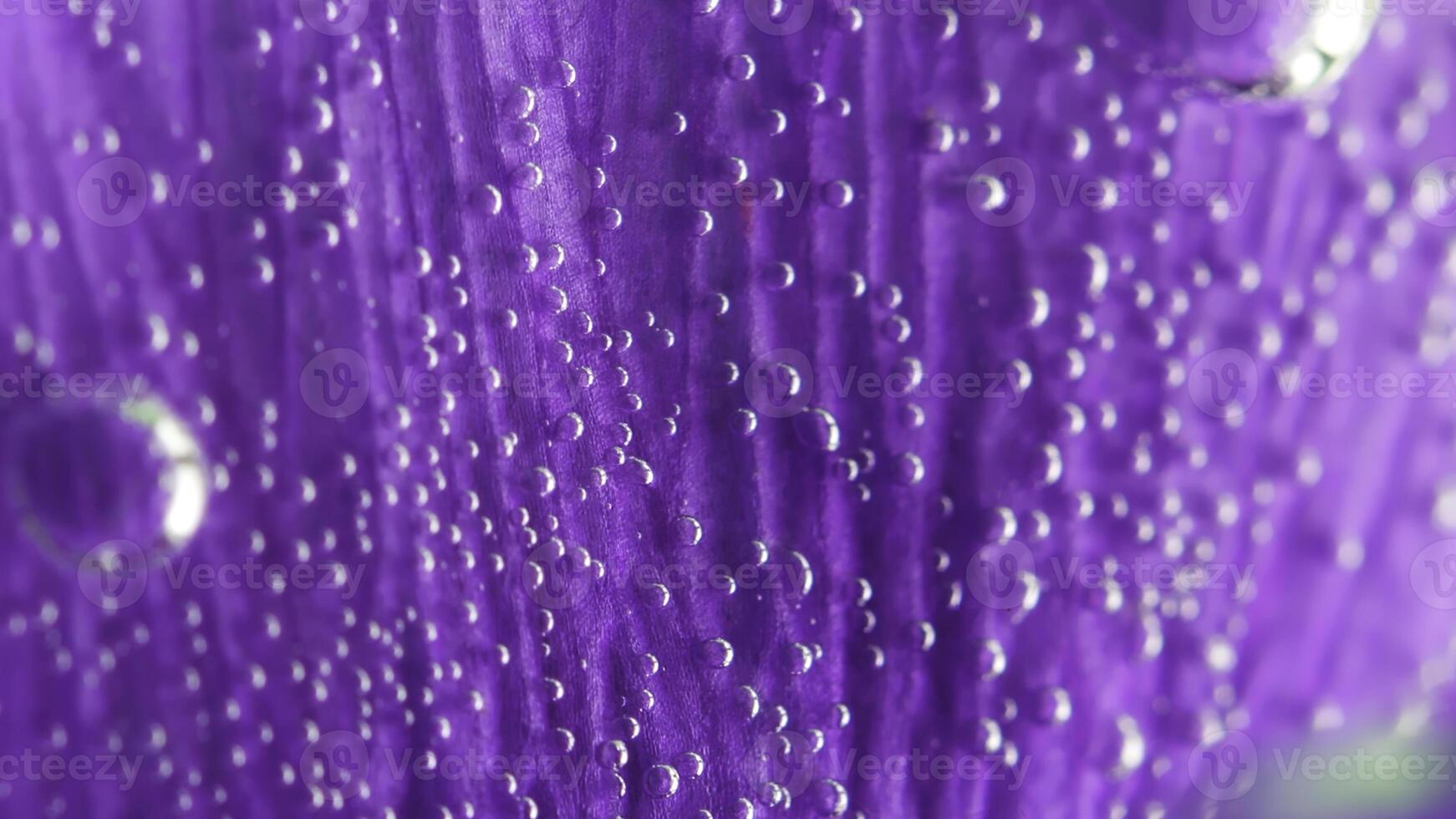 Purple flower petal becoming blurred. Stock footage. Extreme close up of a lilac soft beautiful flower petal covered by tiny air bubbles in transparent water. photo