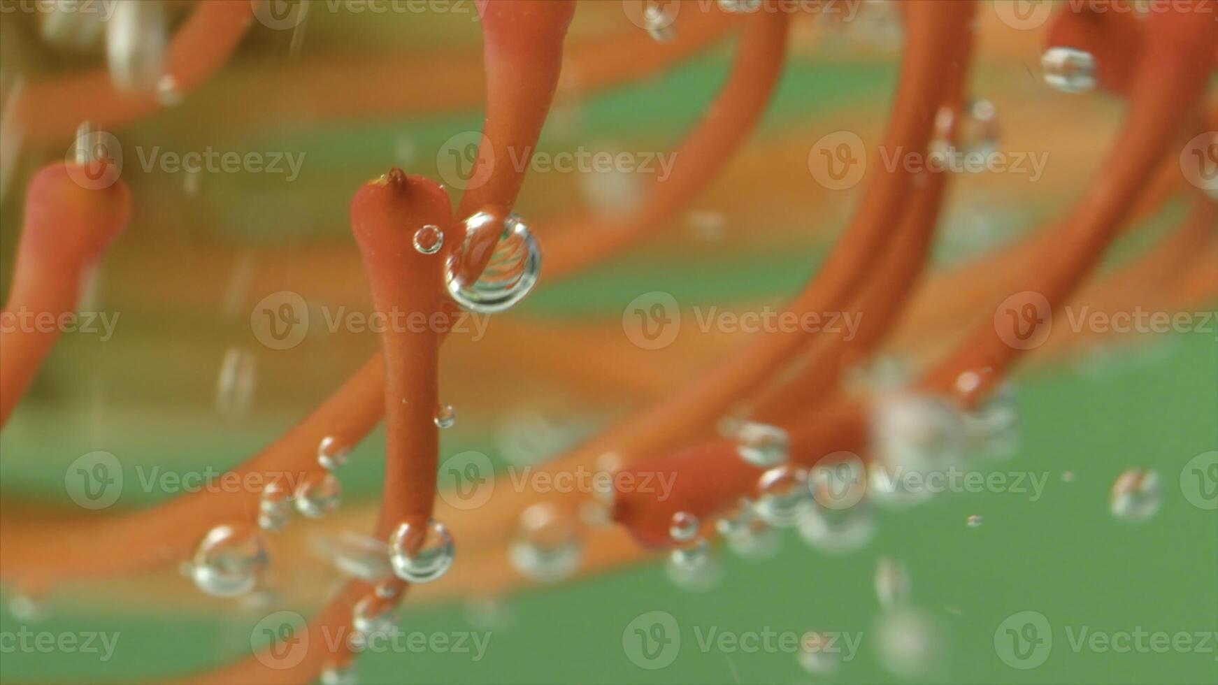 Close-up of beautiful flower with bubbles under water. Stock footage. Bright flower with stamens under water. Exotic flower with bubbles under water on isolated background photo