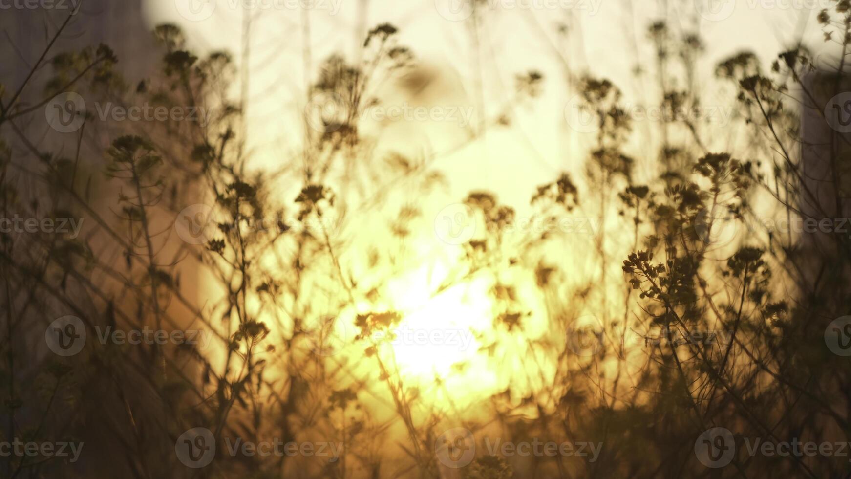 Natural landscape with dry grass on sunrise background. Concept. Close up of plants and flowers silhouettes against the bright orange sun during dawn. photo