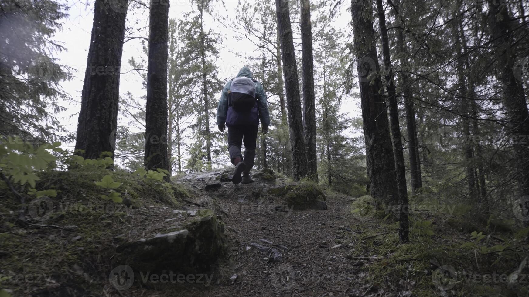 Back view of a tourist with backpack climbing up a rocky trail in a mountain forest, adventure and hiking concept. Stock footage. Man climbing up a mountain in woods. photo
