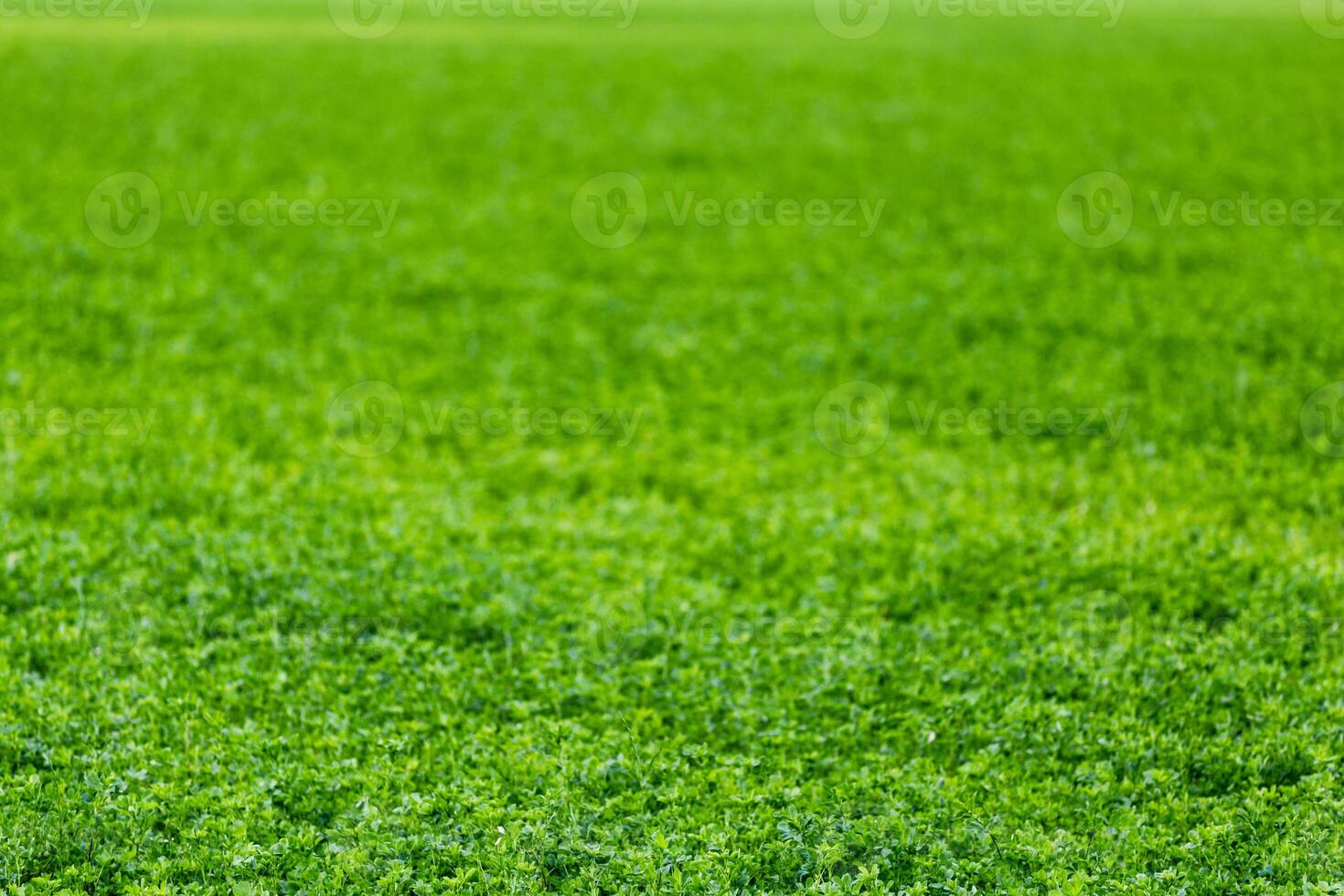 horizonless and edgeless green field agricultural background with selective focus and blur photo