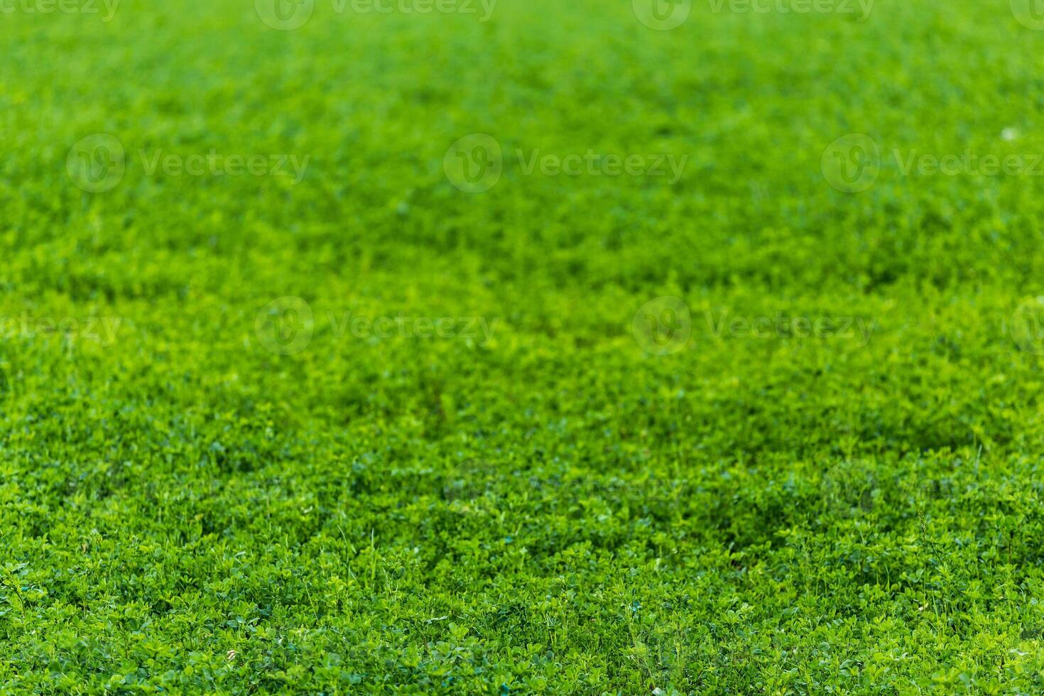 horizonless green peas field agricultural background with selective focus and blur photo