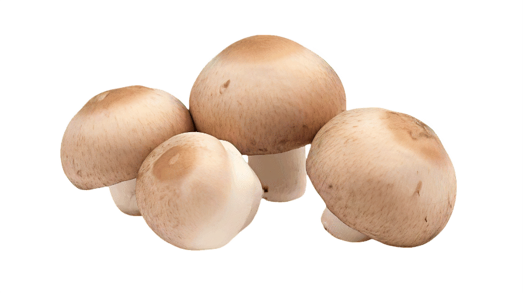 AI generated mushrooms on a transparent background png