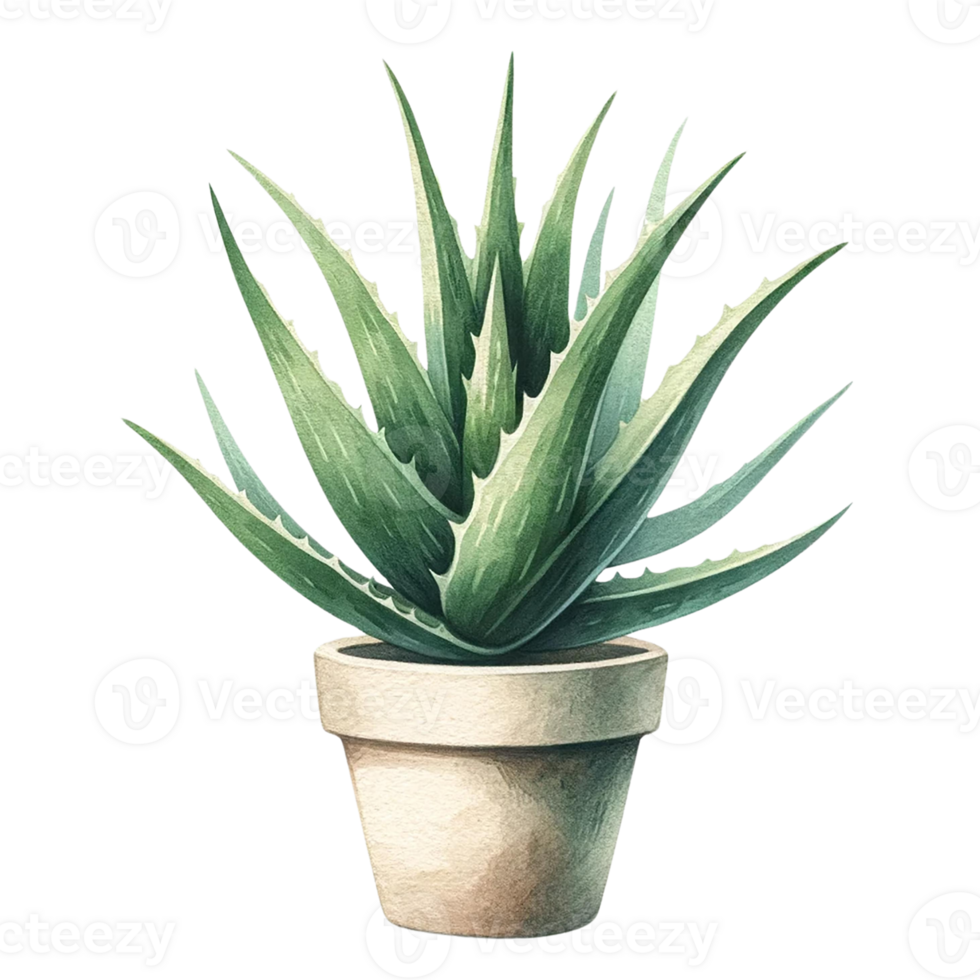 AI generated Aloe Vera Succulent in a pot watercolor clipart png