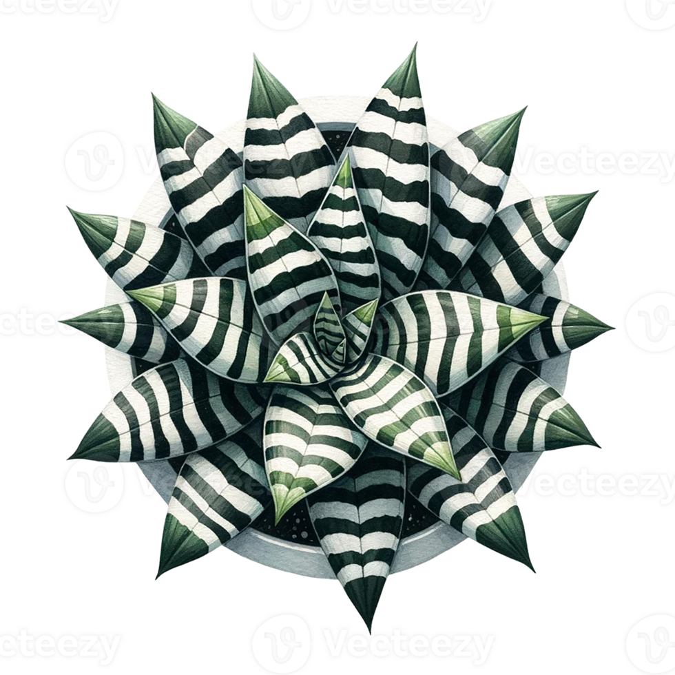 AI generated Zebra Plant succulent in a pot watercolor clipart png