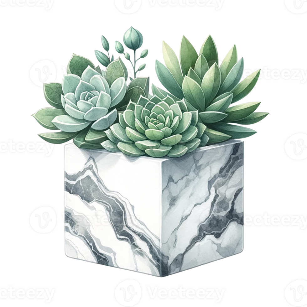 AI generated Succulent with a marble-patterned square pot  watercolor clipart png
