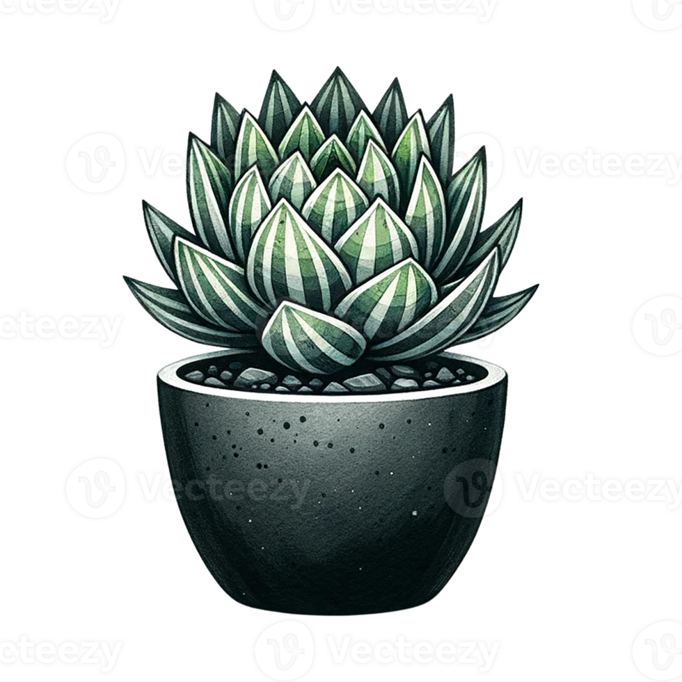 AI generated succulent plants in a minimalist black pot watercolor clipart png