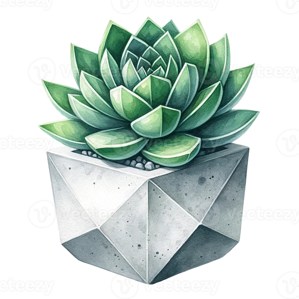 AI generated Succulent with a concrete geometric planter watercolor clipart png