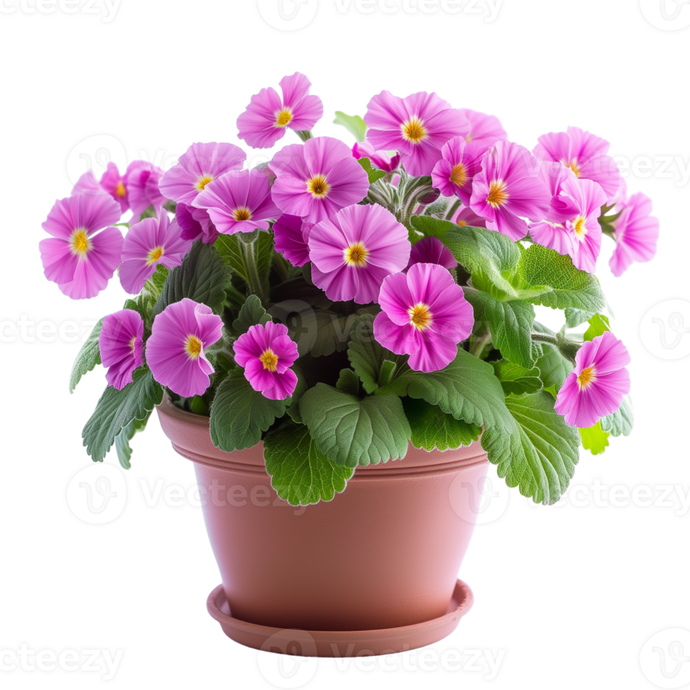 AI generated Bright spring primula flowers in pot isolated on transparent png