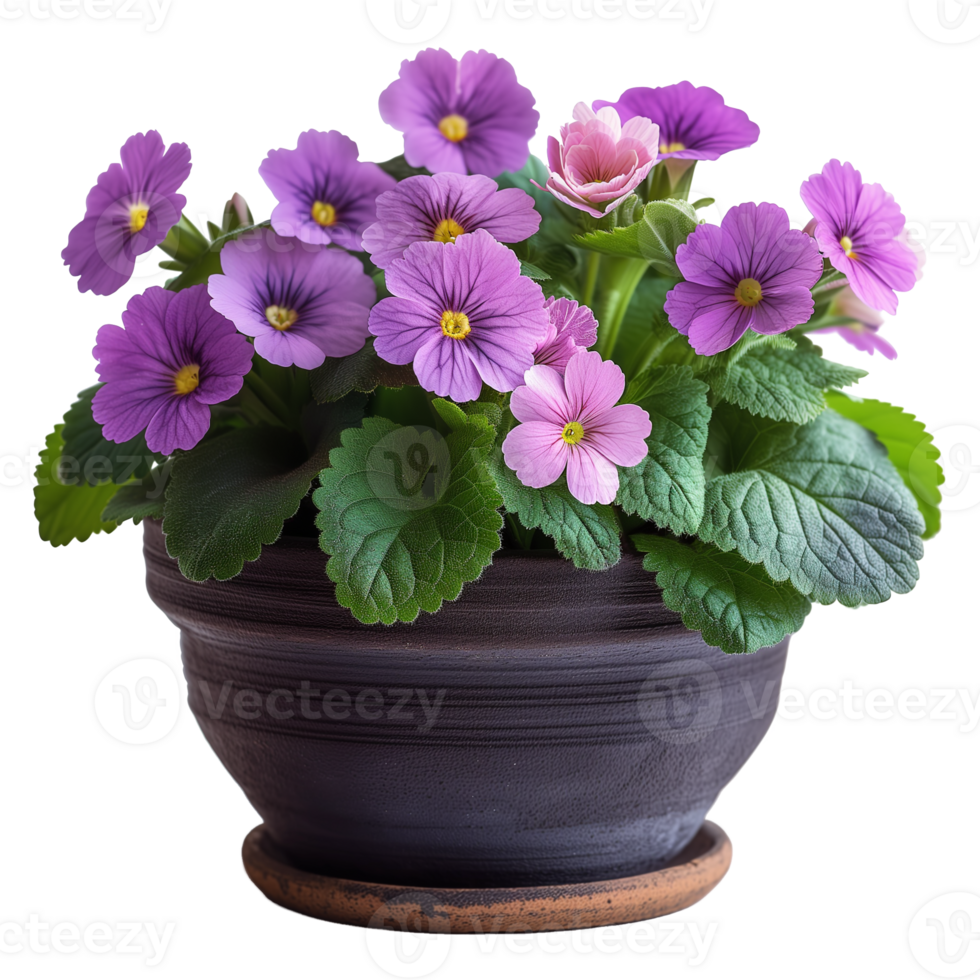 AI generated Vivid spring primula flowers in pot isolated on transparent png