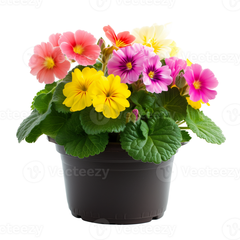 AI generated Bright spring primula flowers in pot isolated on transparent png