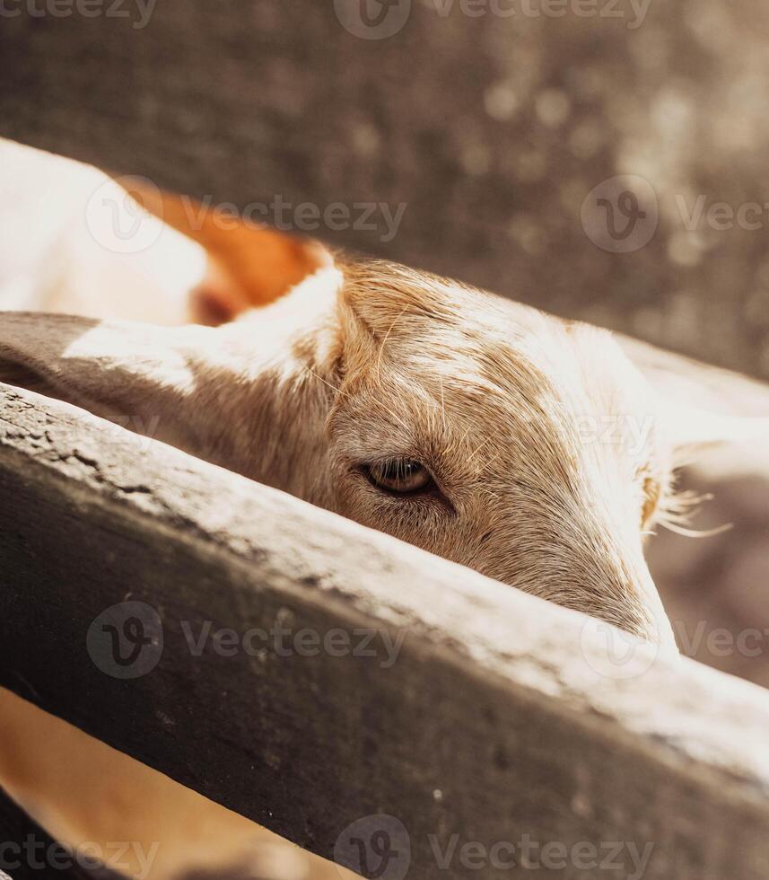 Typical South American goats on a farm photo