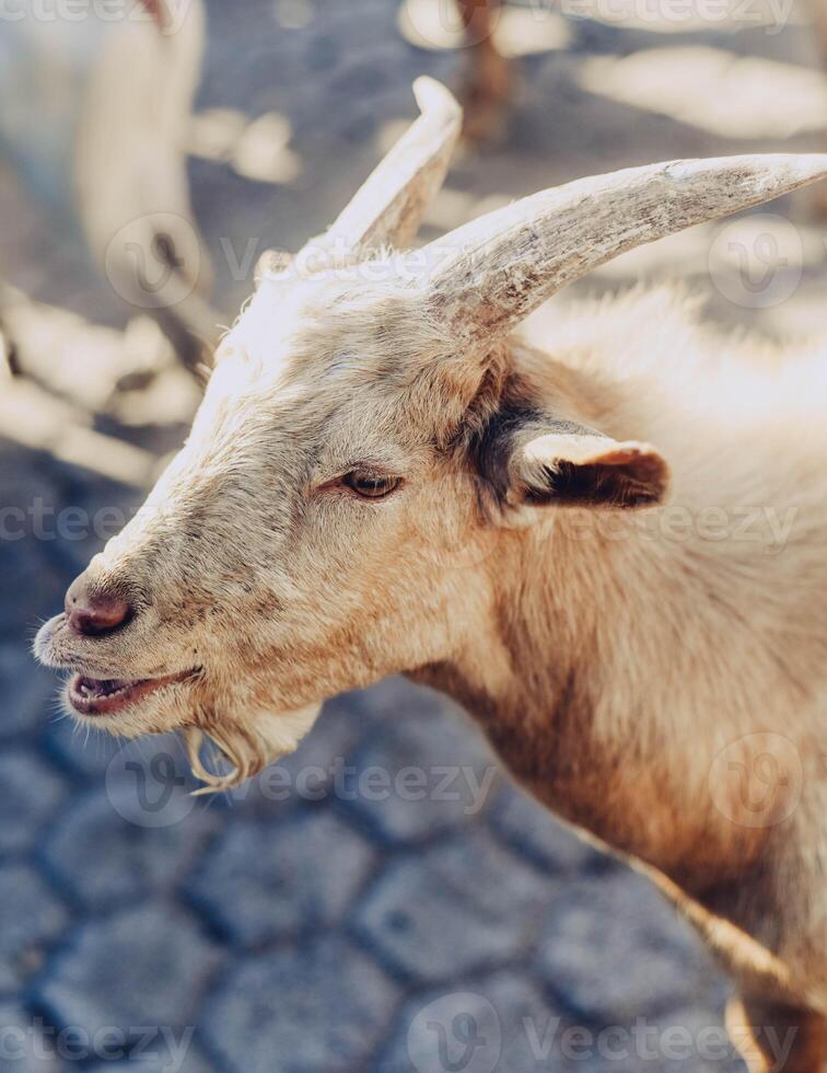 Typical South American goats on a farm photo