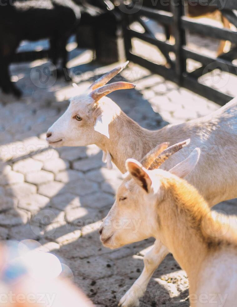 Typical South American goats on a farm photo
