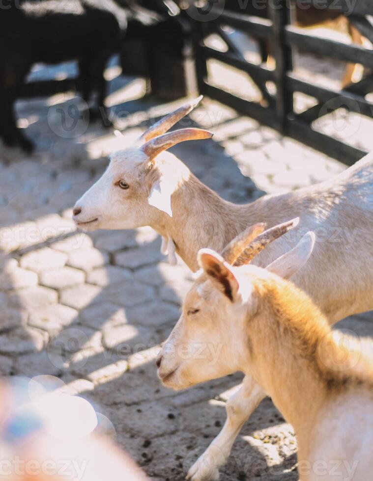 típico sur americano cabras en un granja foto