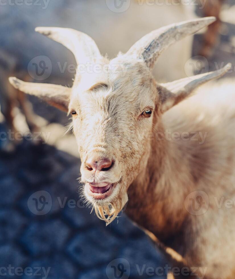 Typical South American goats on a farm photo