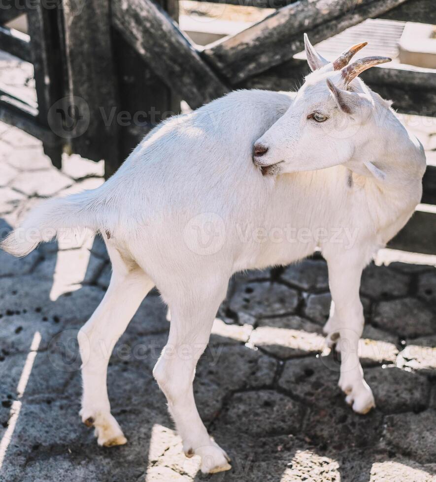Typical South American goats on a farm photo
