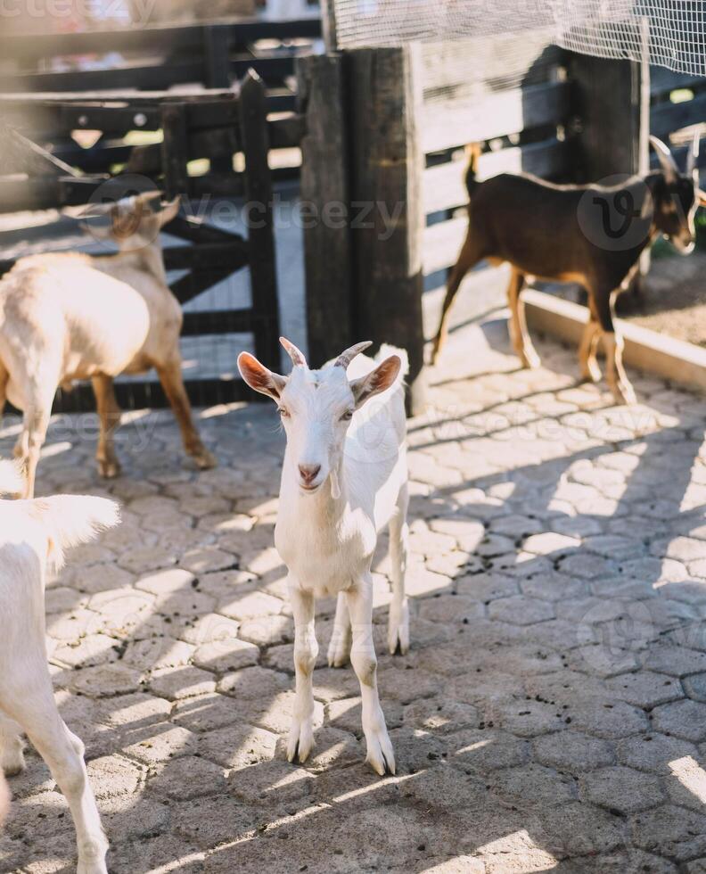 Typical South American goats on a farm photo