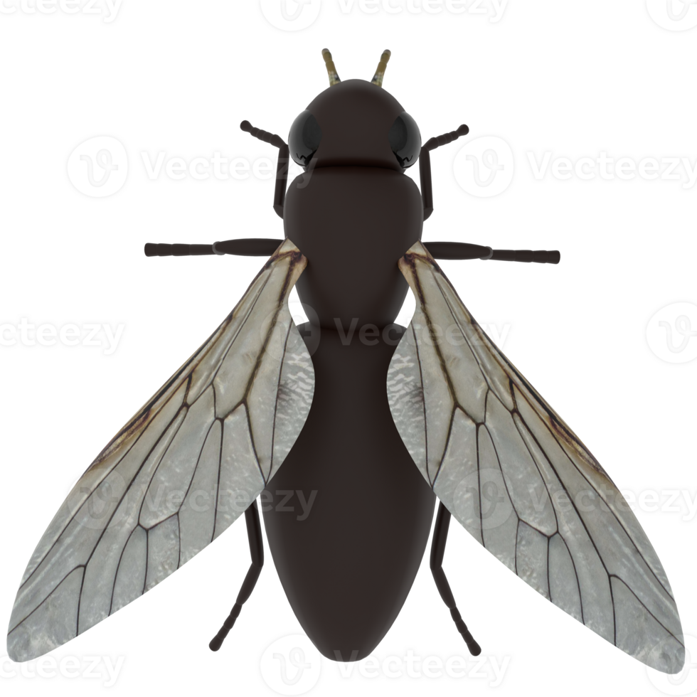 Fly isolated on transparent png