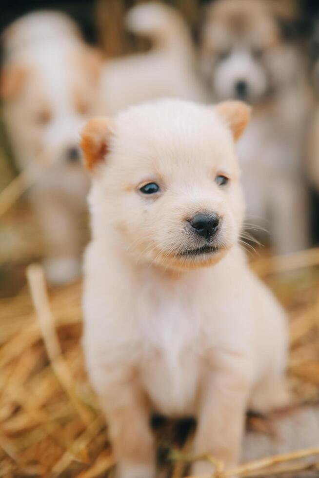 allí son muchos cachorros en el bosque foto