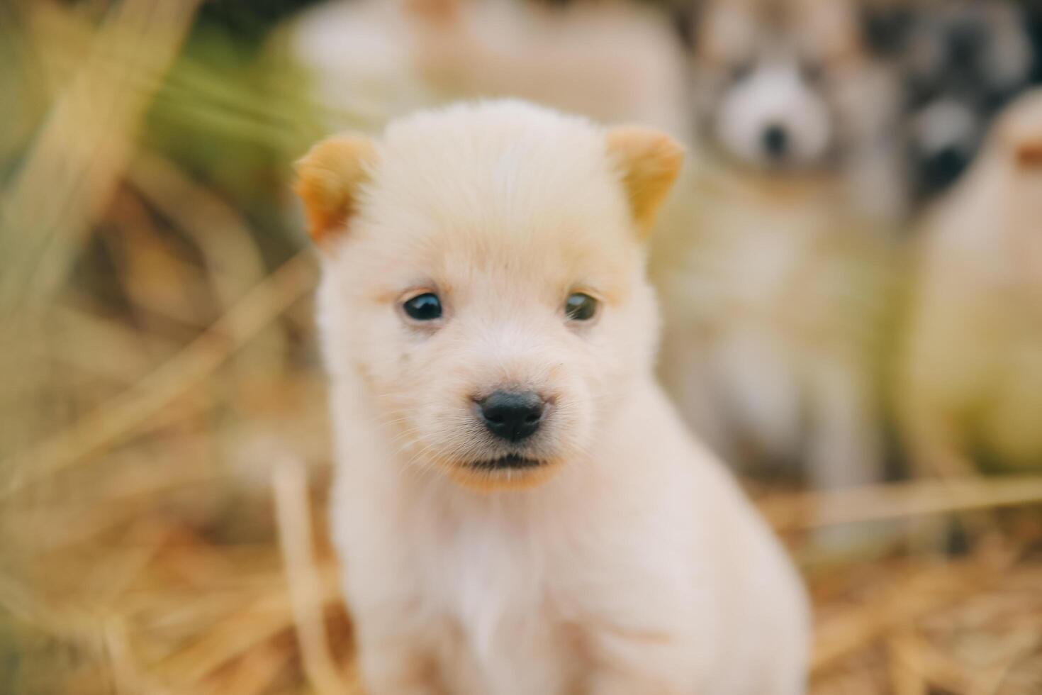 There are many puppies in the forest photo