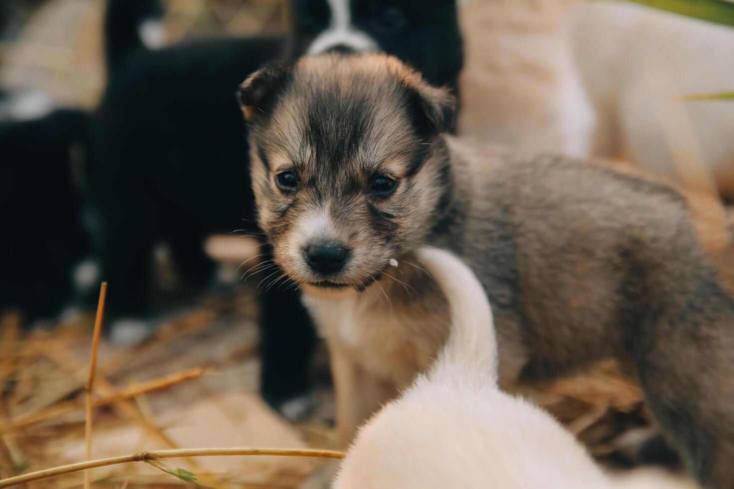 There are many puppies in the forest photo