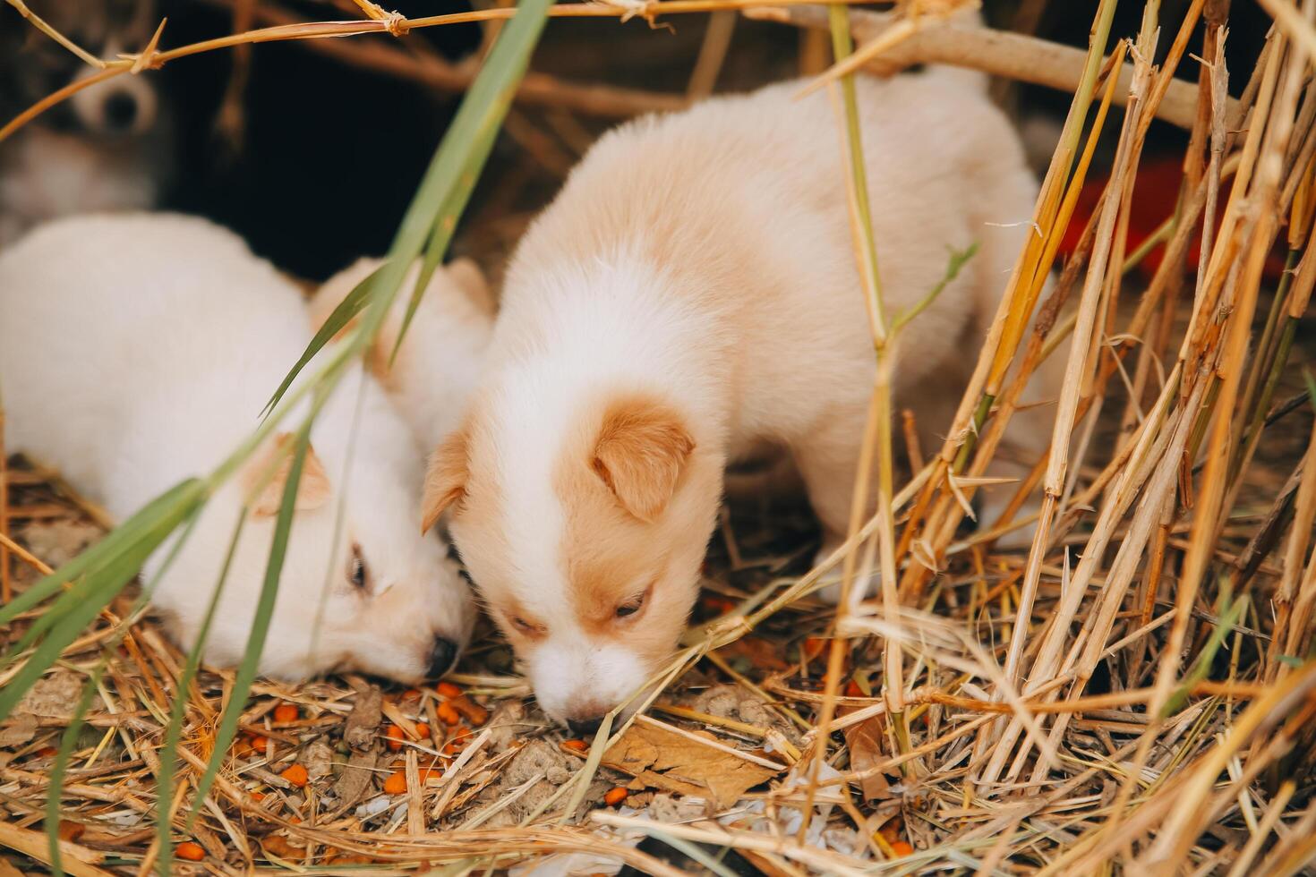 There are many puppies in the forest photo