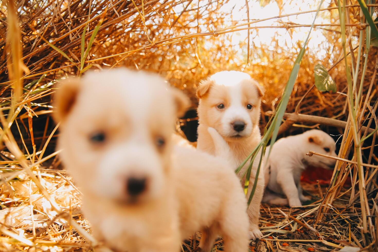 There are many puppies in the forest photo