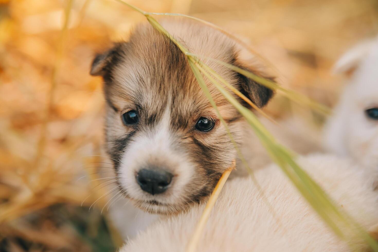 There are many puppies in the forest photo