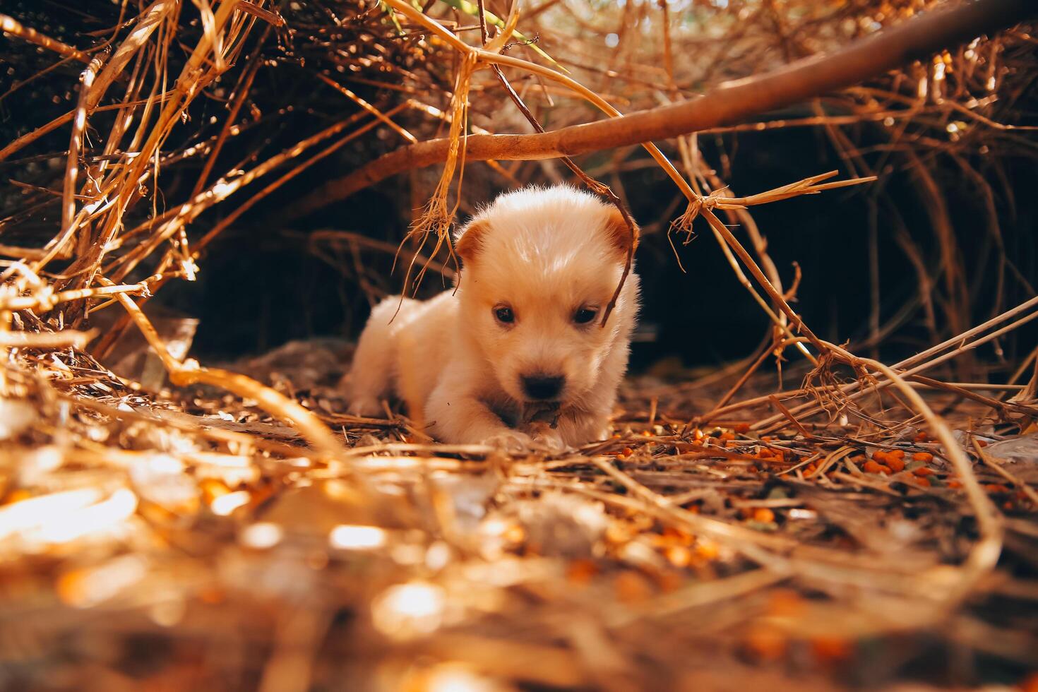 allí son muchos cachorros en el bosque foto