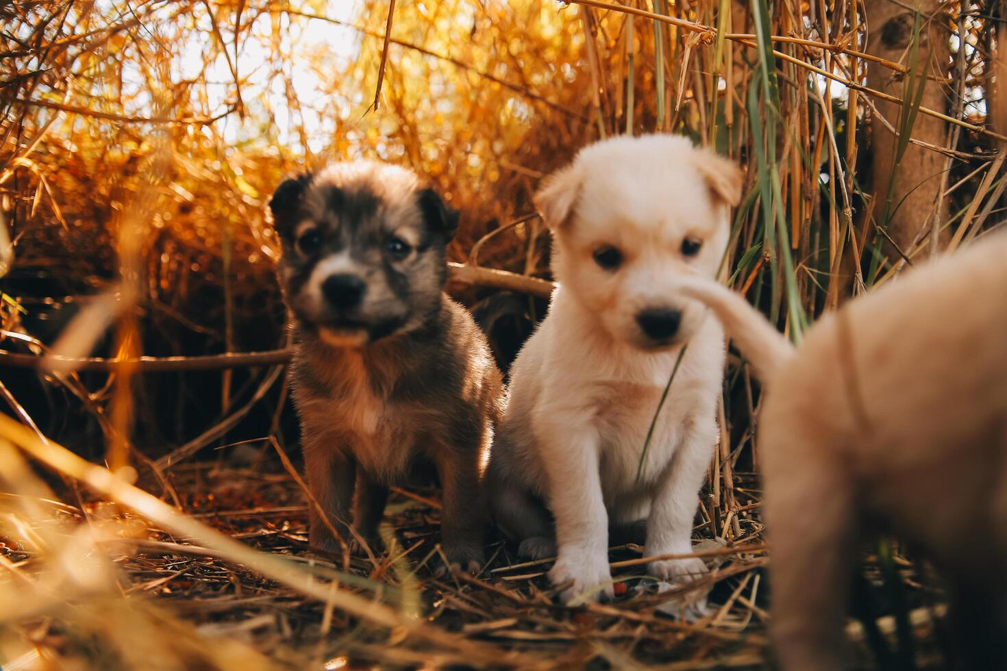 There are many puppies in the forest photo