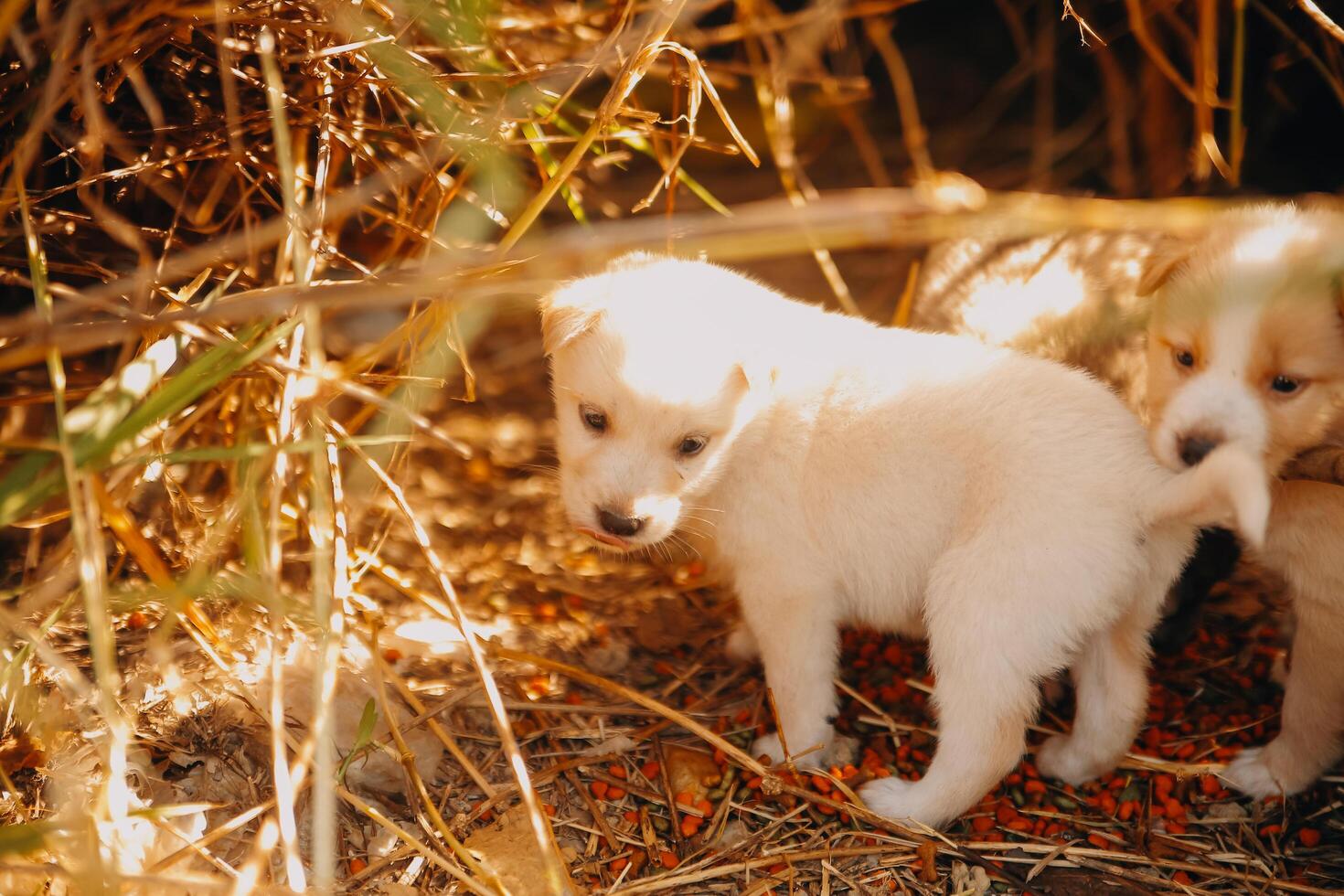 There are many puppies in the forest photo