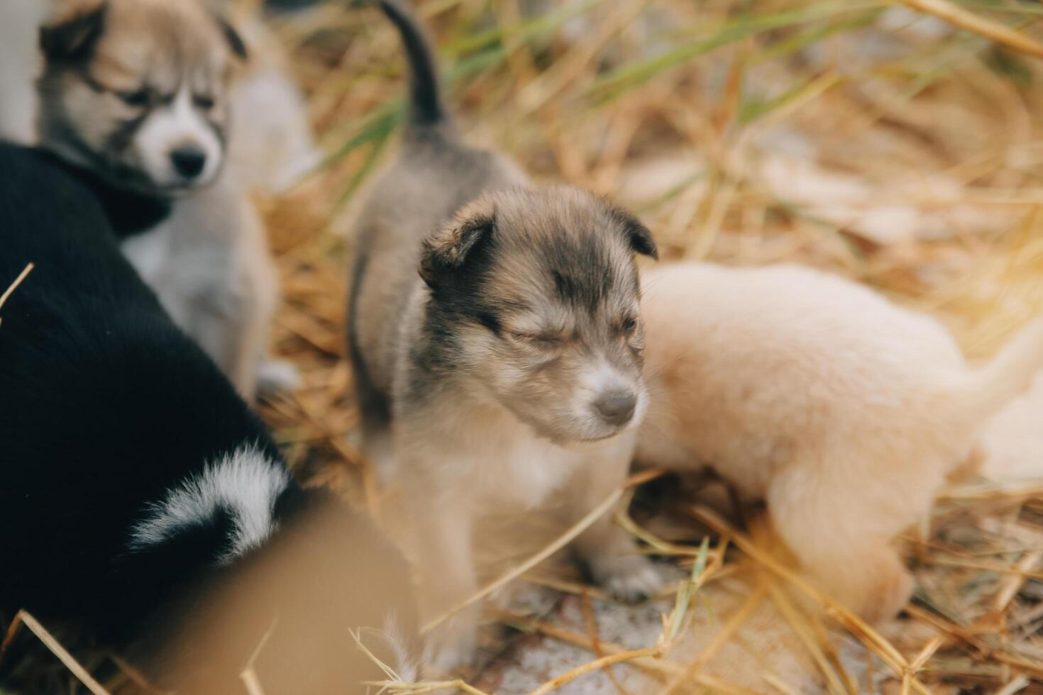 There are many puppies in the forest photo