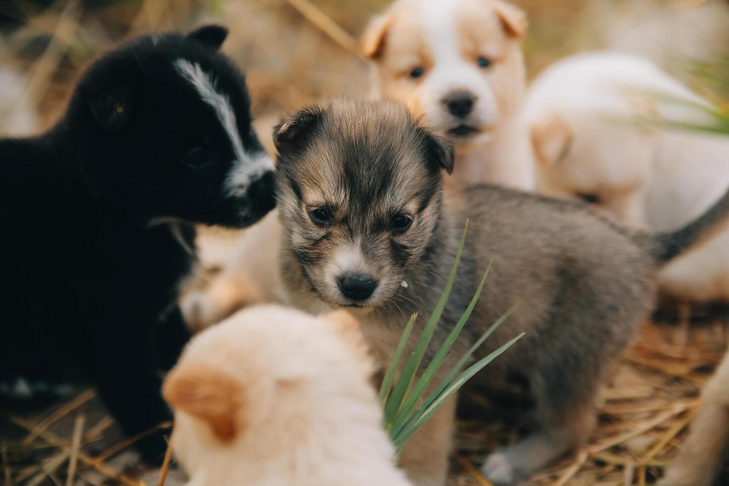 There are many puppies in the forest photo