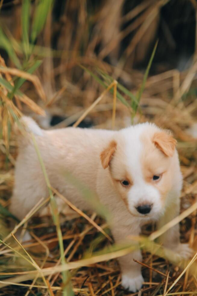 There are many puppies in the forest photo