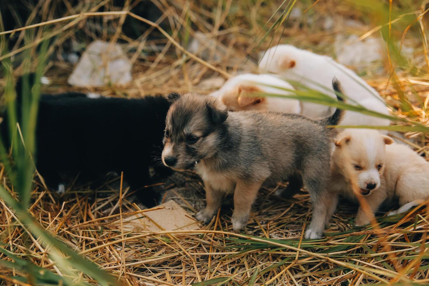 There are many puppies in the forest photo