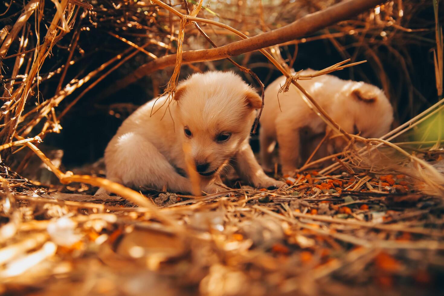 There are many puppies in the forest photo