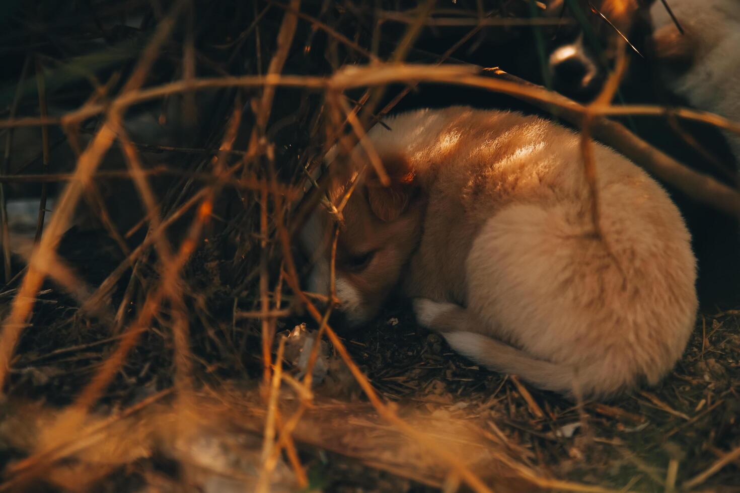 There are many puppies in the forest photo