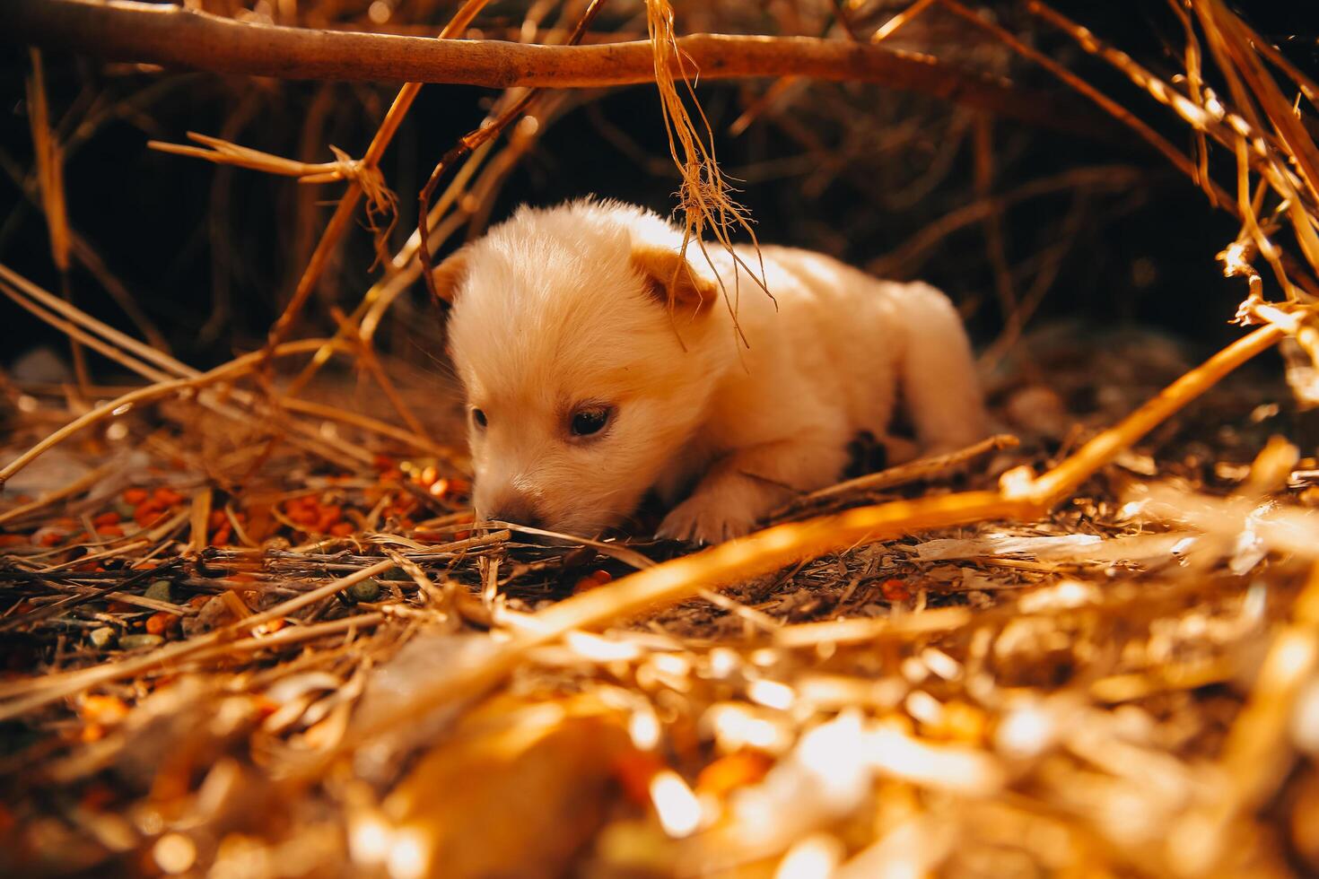There are many puppies in the forest photo