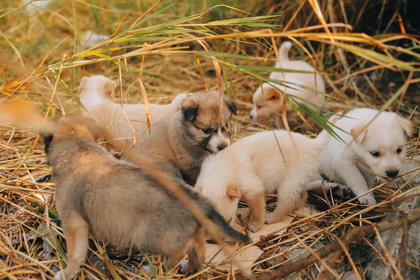 There are many puppies in the forest photo