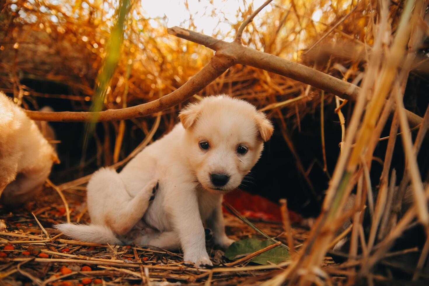 There are many puppies in the forest photo